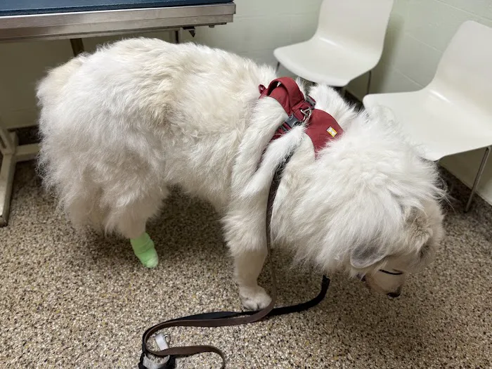 Cranston Animal Hospital 2