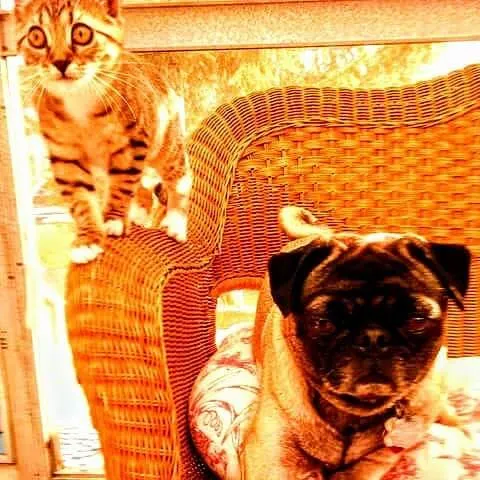 Airport Animal Hospital 2