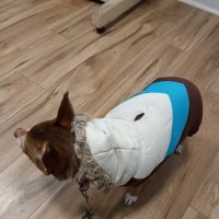 Airport Animal Hospital ico