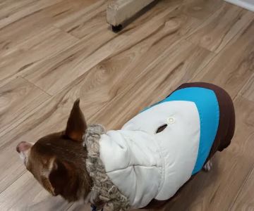 Airport Animal Hospital