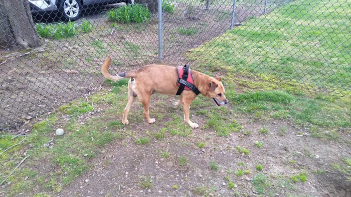 West Shore Animal Clinic 3