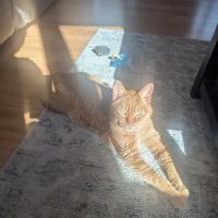 West Shore Animal Clinic ico