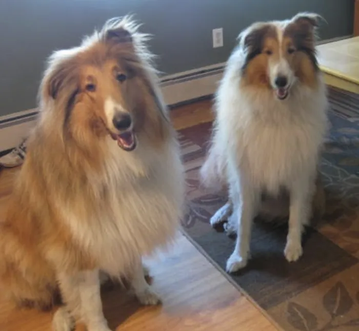 West Shore Animal Clinic 10