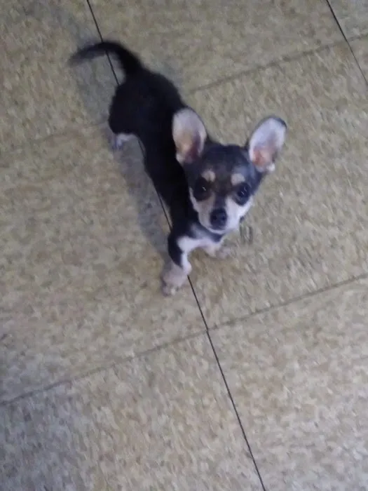 Hoffman Animal Hospital 7