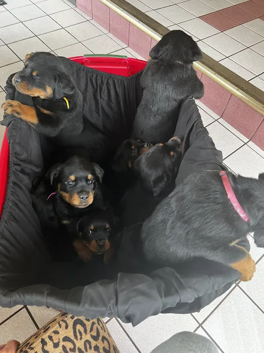 Hoffman Animal Hospital 6