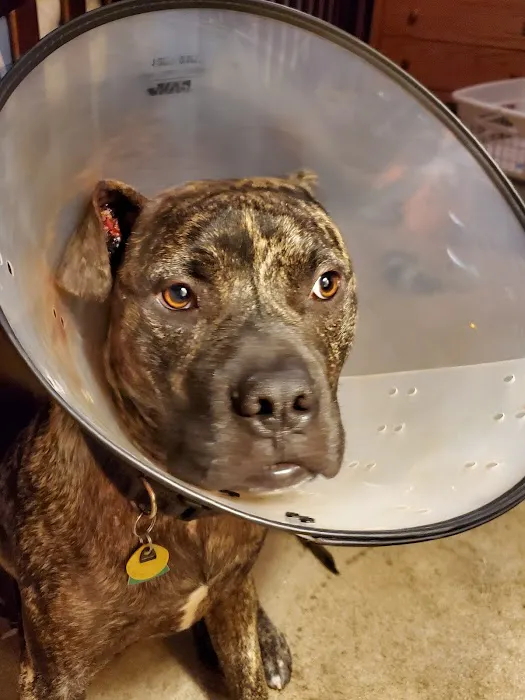 Moreau Animal Clinic 1