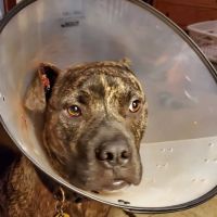 Moreau Animal Clinic ico