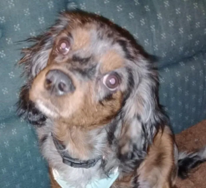 ADK Spay and Neuter 1