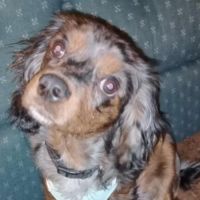 ADK Spay and Neuter ico