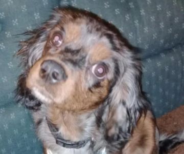 ADK Spay and Neuter