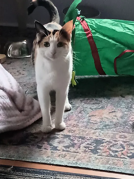ADK Spay and Neuter 2