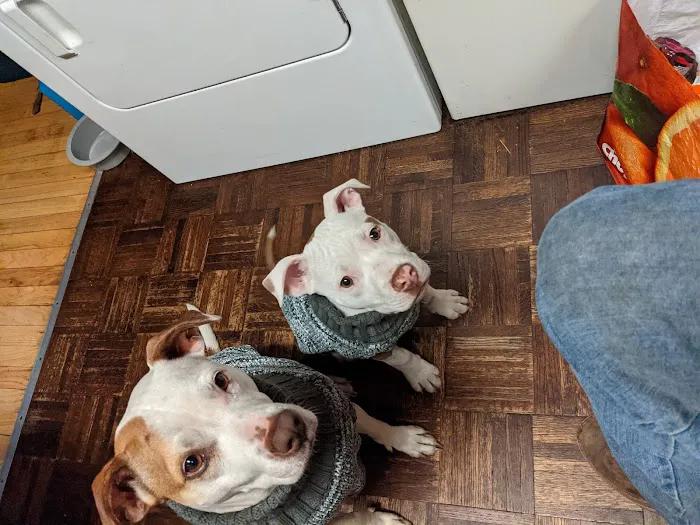 Glens Falls Animal Hospital 2