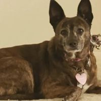 Quaker Animal Hospital ico