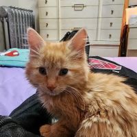 VCA Adirondack Animal Hospital ico