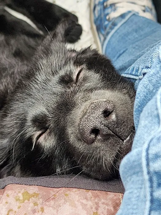 North Country Veterinary Referral Center 2