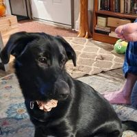 North Country Veterinary Referral Center ico