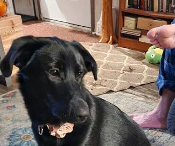 North Country Veterinary Referral Center
