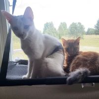 Fort Drum Veterinary Treatment Facility ico