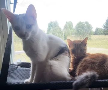 Fort Drum Veterinary Treatment Facility