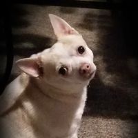 Valley Veterinary Clinic ico