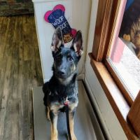 The Animal Doctors ico