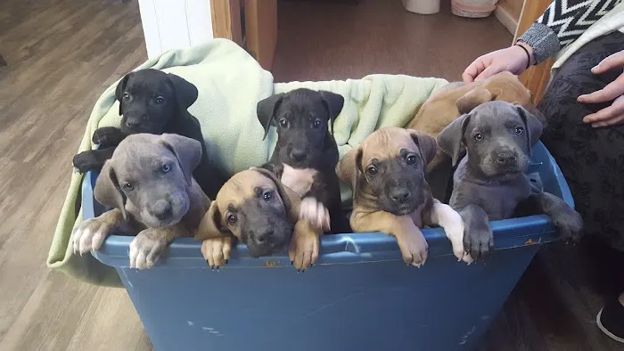 The Animal Doctors 3