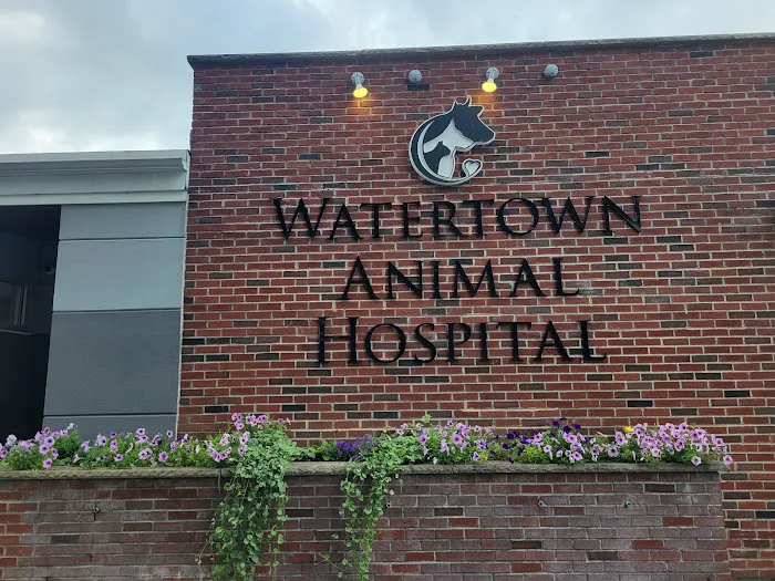 Watertown Animal Hospital, L.L.P. 3