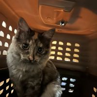 VCA North Country Animal Hospital ico