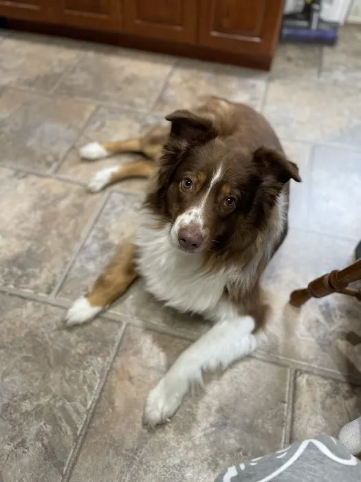 VCA North Country Animal Hospital 9
