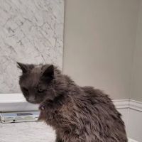 Pine Valley Animal Hospital ico
