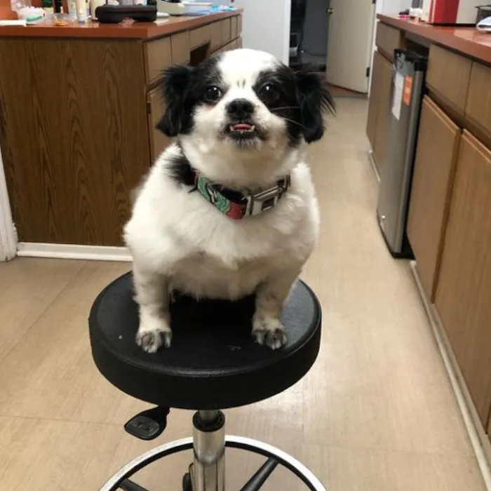 Pine Valley Animal Hospital 9