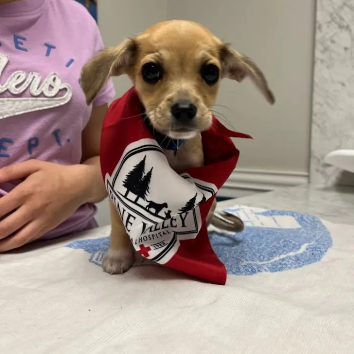 Pine Valley Animal Hospital 7