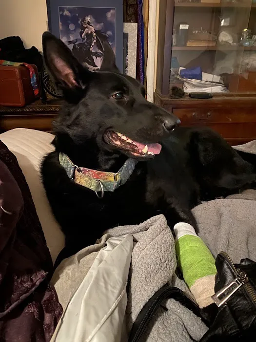 Swansboro Animal Hospital Emergency and Trauma Center 3