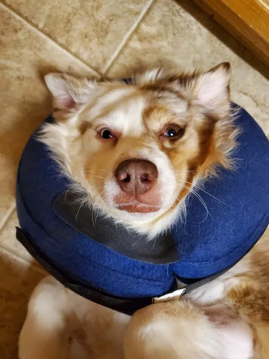 Swansboro Animal Hospital Emergency and Trauma Center 4