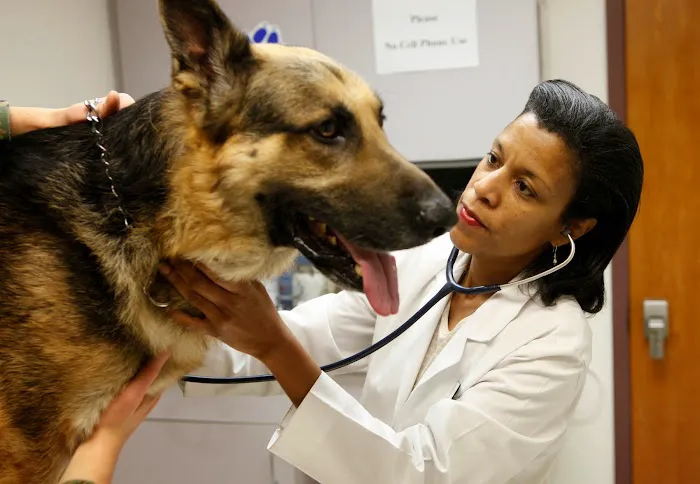 Bayshore Animal Hospital, PLLC 1