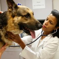 Bayshore Animal Hospital, PLLC ico