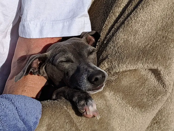 Brigadoon Animal Hospital: Morton Lisa DVM 3