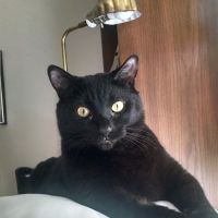 Brigadoon Animal Hospital: Morton Lisa DVM ico