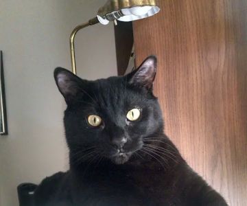 Brigadoon Animal Hospital: Morton Lisa DVM