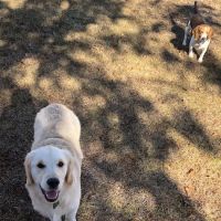 Brigadoon Animal Hospital ico