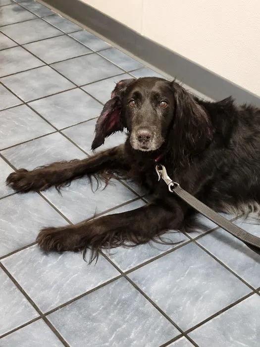 Brigadoon Animal Hospital 5