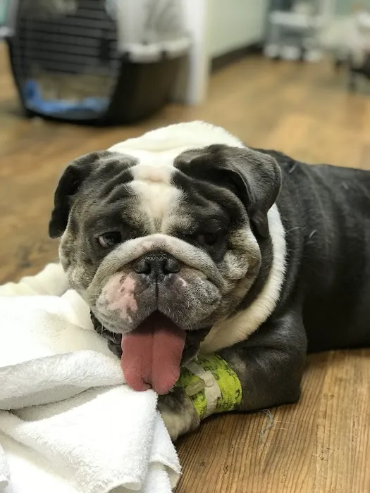 Island Pet Veterinary Hospital 8