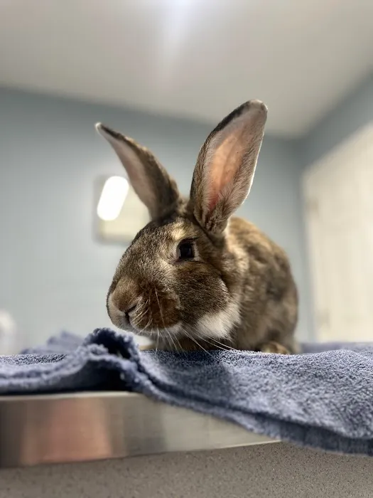 Coops Creek Veterinary Clinic 6