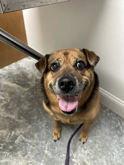 Brooke Hills Animal Hospital PLLC 10
