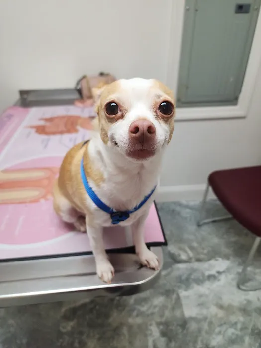 Brooke Hills Animal Hospital PLLC 9