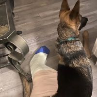 Crestview Veterinary Clinic ico