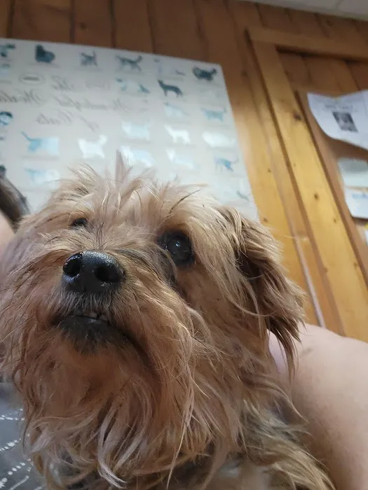 Imperial Animal Hospital 3
