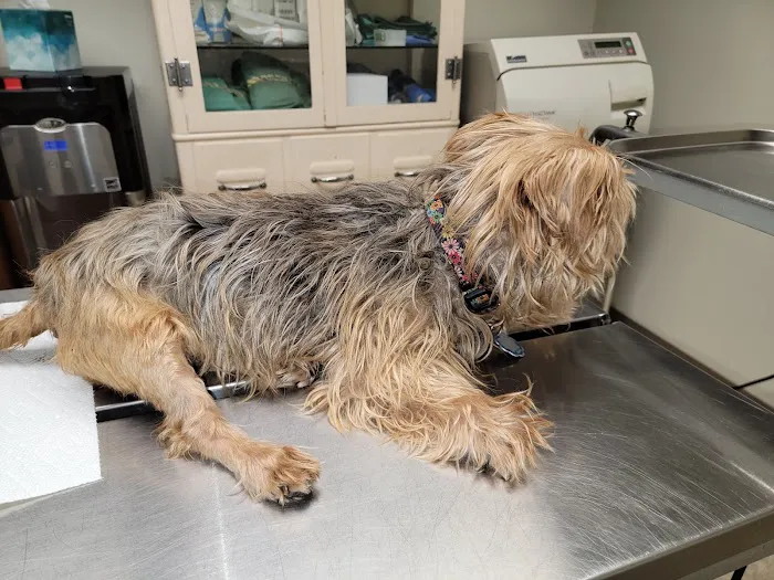 Imperial Animal Hospital 5