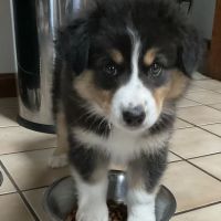 PetVet Vaccination Clinic ico