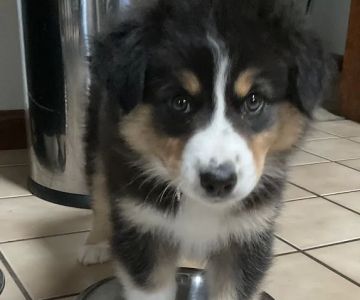 PetVet Vaccination Clinic